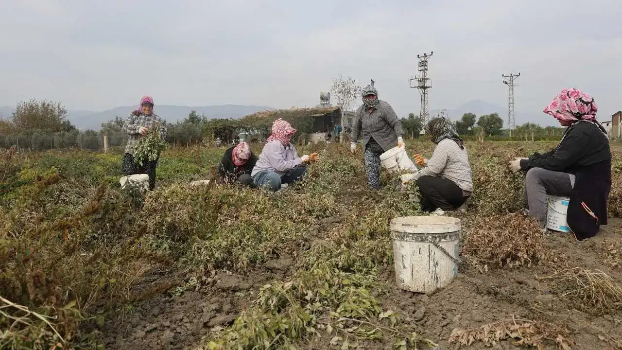 Hatay’da Yer Fıstığı Rekoltesi Yarı Yarıya Düşünce Fiyatlar Uçtu! 5